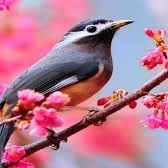 ellina502's profile picture. I am a simple girl.