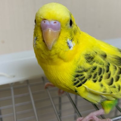 我が家のセキセイインコたちの日常生活を ぴよファミリーインコ部の部長YKと副部長（YouTube担当）のKKでお送りしています どうぞよろしくお願いします 見終わった後に、クスッと笑えて、心がほっこり温かくなって笑顔になるような動画作りを目指しています 皆さんのハートに響くと良いなぁ😊