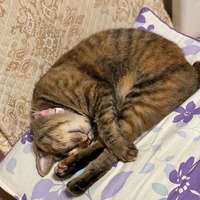 lxoxl1202's profile picture. こんちゃす( ॑꒳ ॑ ) 🙄たま〜によーつべでゲームしてます。