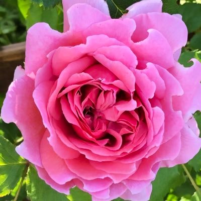 Desu56562578's profile picture. 