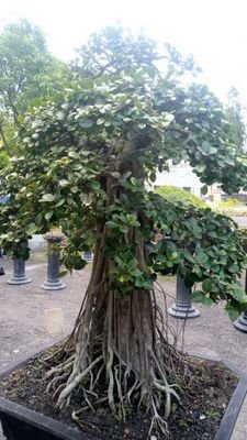 Arnold23081548's profile picture. Tukang pijat