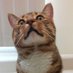 Milo (@iammilothekitty) Twitter profile photo Milo (@iammilothekitty) Twitter profile photo