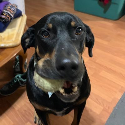 I am so happy! I am a almost 3 yr. old Rottweiler mix.  I have been in my furever home for 2 yrs. I love to chase tennis ball, go for walks and all my toys!
