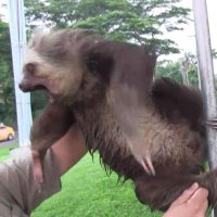 Sloth w/ anger issues(@swangerissues) 's Twitter Profile Photo