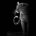 البراغماتي (@pragmatiii) Twitter profile photo البراغماتي (@pragmatiii) Twitter profile photo