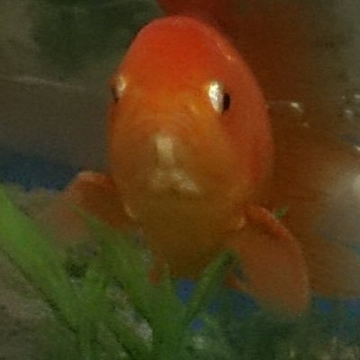 たかはし　けんいち🐬🐠さんのプロフィール画像
