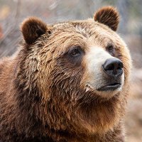 🐻 Kodiak Attack! (@kodiak_attack) 's Twitter Profile