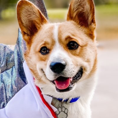 CorgiAstro's profile picture. Just a corgi, living my best life!
