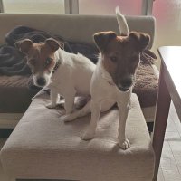 悪さ犬ジャック🐶無法者ジュリア🐶 (@akinorimizumoto) 's Twitter Profile Photo 悪さ犬ジャック🐶無法者ジュリア🐶 (@akinorimizumoto) 's Twitter Profile Photo