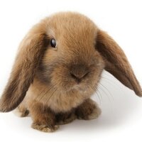 anthony bunn (@adbunn) 's Twitter Profile Photo