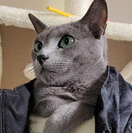 YUKILEOCHAN's profile picture. 