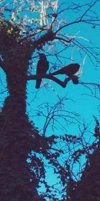 シロカラスだったり（ｼﾛωｸﾏ）だったりさんのプロフィール画像