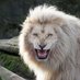 Carolina Lion (@carolinalion2) Twitter profile photo Carolina Lion (@carolinalion2) Twitter profile photo