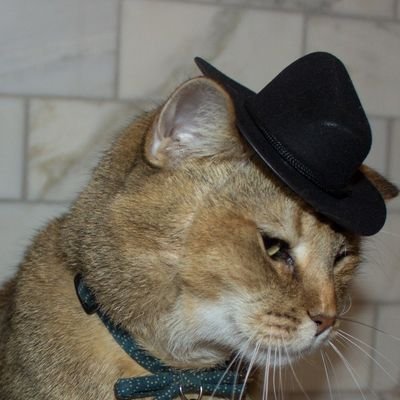 TinfoilFedoras's profile picture. Advocates of Science, Truth and occasionally 'The Devil'. No dumb opinion is safe. We call out hypocrisy for a living. Find us on YouTube and Rumble