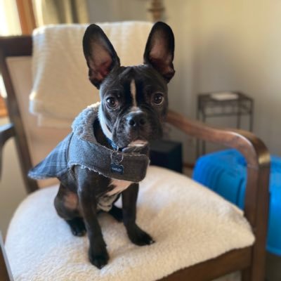 MrHarleyBarley's profile picture. Just a lil’ mister rescued from an Iowa puppy mill. Now living happily in Wisconsin with mom, dad, and big sisfur Winnie. Definitely not naughty, ever.