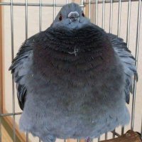 borbs (@asoftborb) 's Twitter Profile