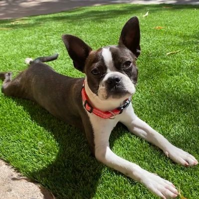 Hi, I’m Maisy born Oct. 5th. I’m the Boston Terrier with the longest tail and on YouTube spreading joy! #Bostonterrier #DogsOfTwitter #dogs #happy #kindness💕🐾