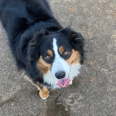 donsmcgraw's profile picture. #F1 #RCTID #RipCity #skobuffs