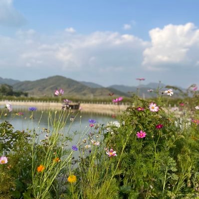 lizzyrun233's profile picture. 