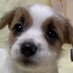 CoCo (@cocojack0111) Twitter profile photo CoCo (@cocojack0111) Twitter profile photo