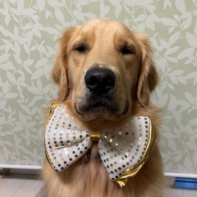 2019.11.18佐賀生まれのゴールデンの男の子 🐶 ツイートはハリーのママ。 仕事と犬で忙しくお返事全然返せません🙇‍♀️ ほんとごめんなさい🙇‍♀️ フォローお気軽に♡