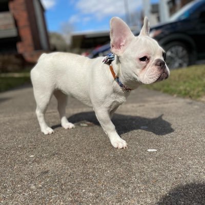 AKC Registered 🧪 located in Houston stay tuned for upcoming exotic frenchies 🧬‼️CEO @rich_y0ungeen and @dvniiielaaa on instagram
