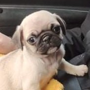 JoeKing86526442's profile picture. I Just wanna win some nft lol