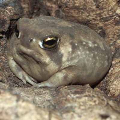 TTV_shaggystu's profile picture. Official shaggystu Twitter lol