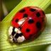 Amanda Chapa - @ladybug_amc - Twitter