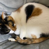 t.knock (@knockout2000) 's Twitter Profile