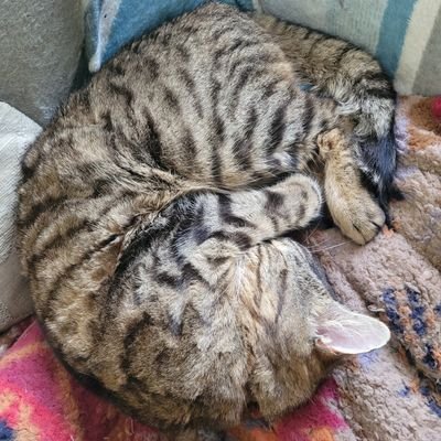 notcoops3's profile picture. ._.