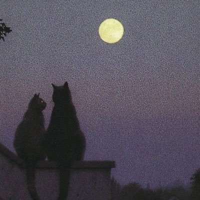 _mokomokotan's profile picture. 閲覧用￤成人済 よろしくお願いします