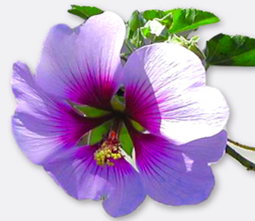 Learn how to bring joy into your life with the Japanese art of floral arranging called Ikebana.