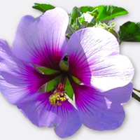 Valeria Brinkers (@ikebanalessons) 's Twitter Profile