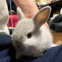 坂元茂 (@o3c9ggnrdexvqxc) 's Twitter Profile