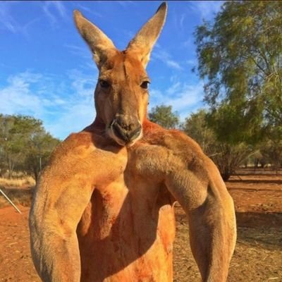 le kangourou qui veut ta mort