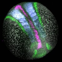 Trivedi Lab (@labtrivedi) 's Twitter Profile