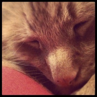 PrinceRalphie12's profile picture. when i'm not doing something mindlessly stupid i'm doing some completely idiotic. all while looking adorable