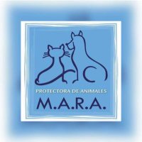 MARA asociación murciana de rescate de animales (@protectoramara) 's Twitter Profile