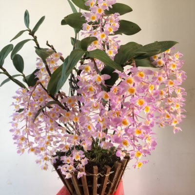 I'm from Viet Nam, I like orchid, my pictures upload in my gardent, follow me to see more.