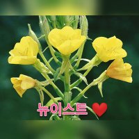 MYStorybook_NUEST⁵ ❤️ (@saki_yokushi) 's Twitter Profile