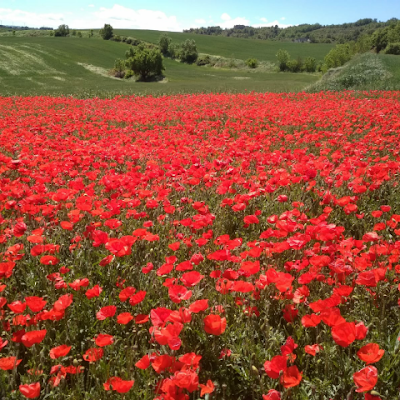 c_sarries's profile picture. 