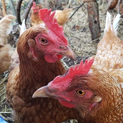 AppalachiaAntiq's profile picture. Fine, Fun, Unpredictable Collectibles~ Antiques~ Salvage~ Design/Prop~ You worked hard today, Treat yourself to something that makes you happy to come home to.