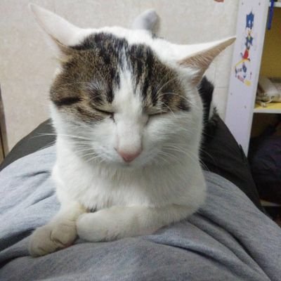 KungogoLau's profile picture. I am chinese.