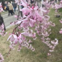 Tomoko Nakanishi (@tomoco_naka) 's Twitter Profile