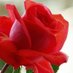 Jamil Gujjar (@jamilgu99434003) Twitter profile photo Jamil Gujjar (@jamilgu99434003) Twitter profile photo