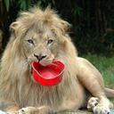 Pat Stokes - @supergerbils - Twitter