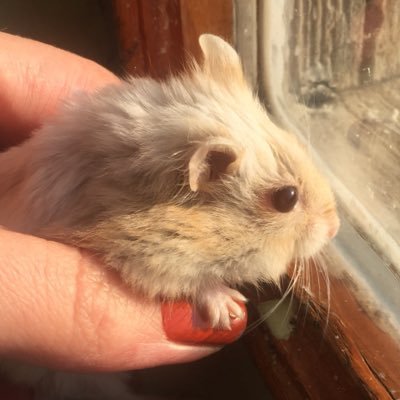 Ciklet_hams's profile picture. 2 yaşında piremsesim. #satınalmasahiplen