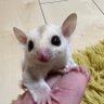 KY37458's profile picture. 採集と飼育を少々しています