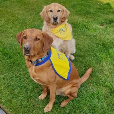 Newly qualified Pets As Therapy dog - hoping to be as successful as my brother Gismo.